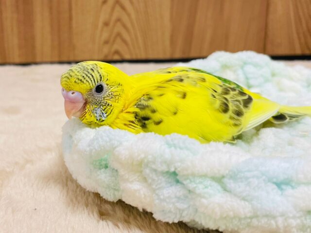 セキセイインコ