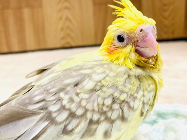 オカメインコ