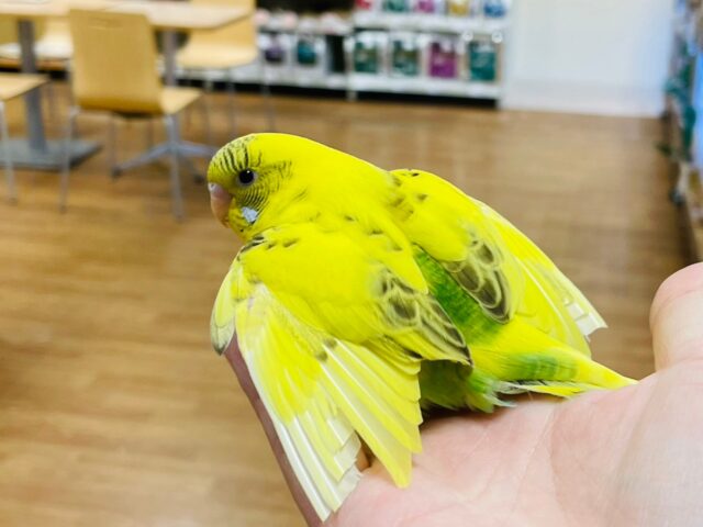 セキセイインコ