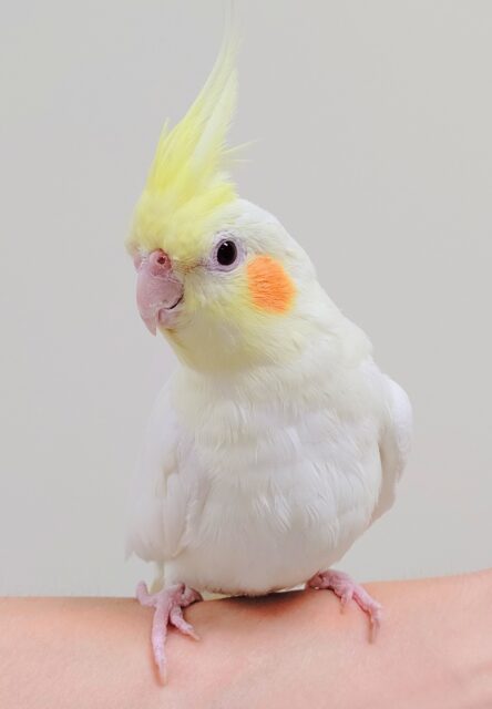 オカメインコ