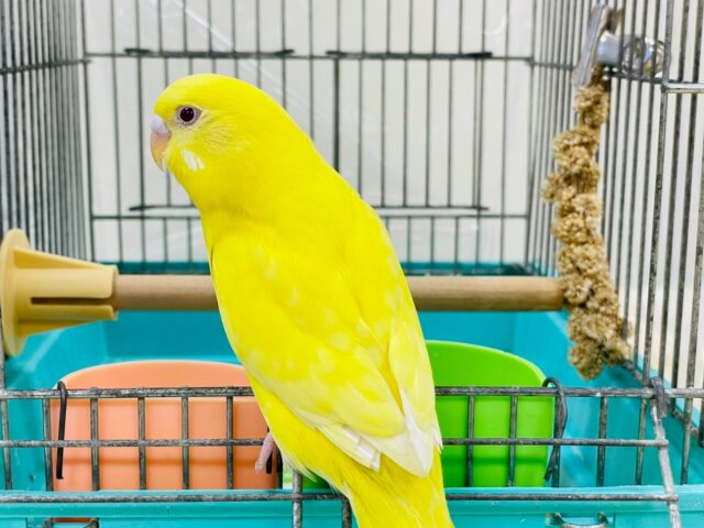 セキセイインコ