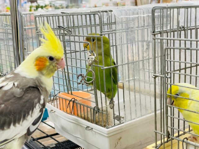 オカメインコ