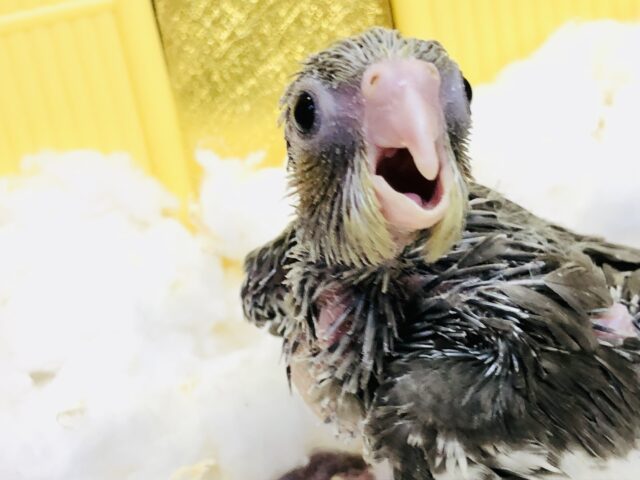 オカメインコ