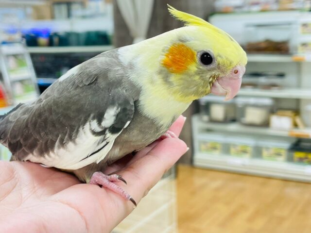オカメインコ