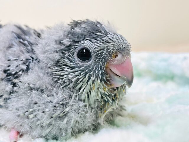 サザナミインコ