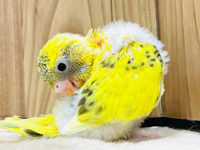 セキセイインコ