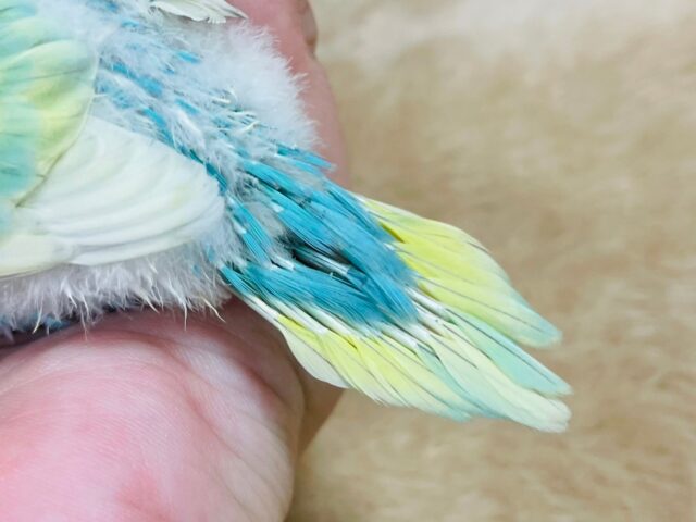 セキセイインコ