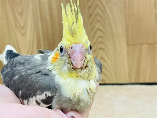 オカメインコ