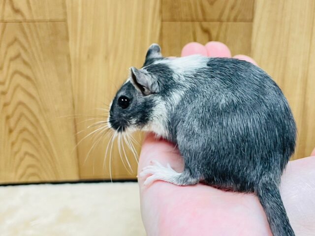 カラージャービル（スナネズミ）