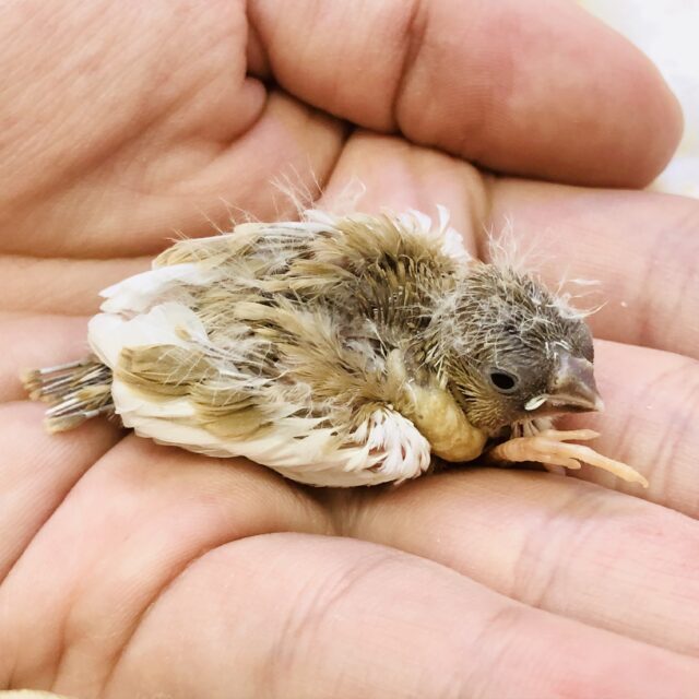 錦花鳥（キンカチョウ）