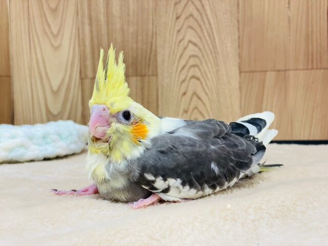 オカメインコ