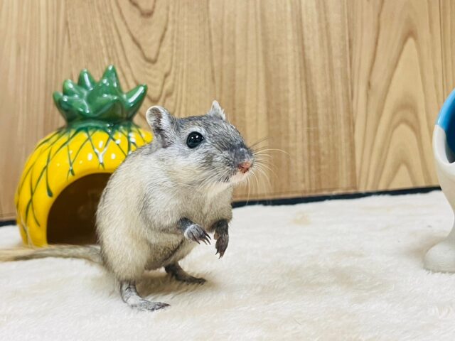 カラージャービル（スナネズミ）