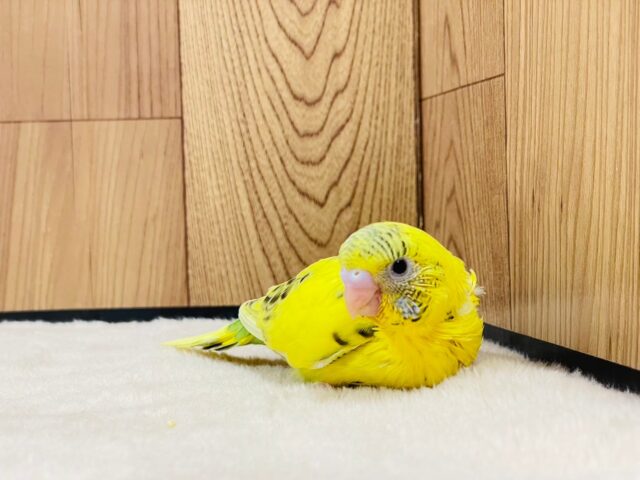 セキセイインコ
