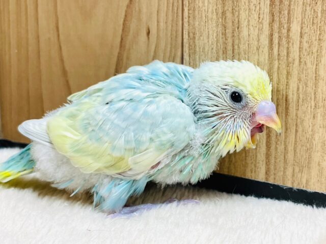 セキセイインコ