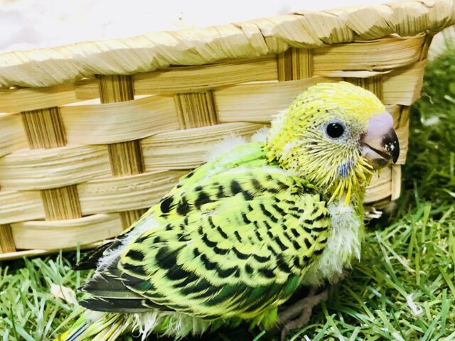 セキセイインコ
