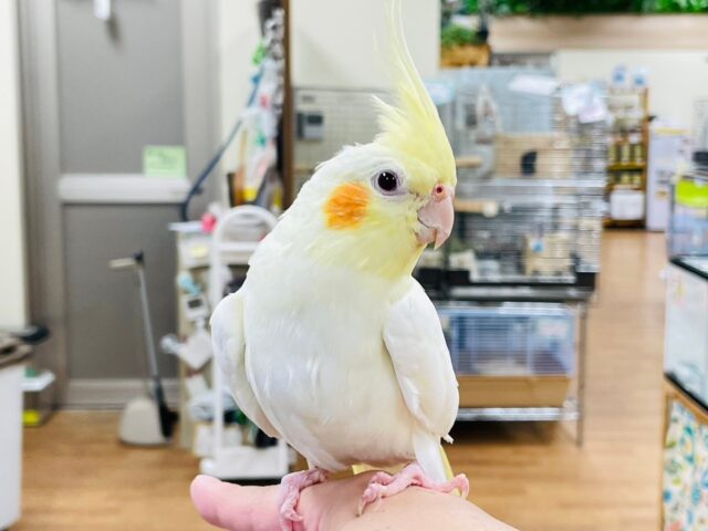 オカメインコ
