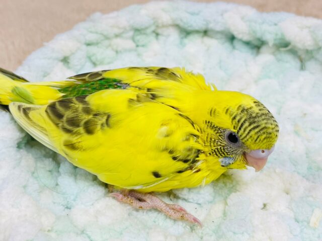 セキセイインコ