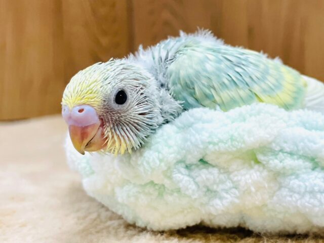 セキセイインコ