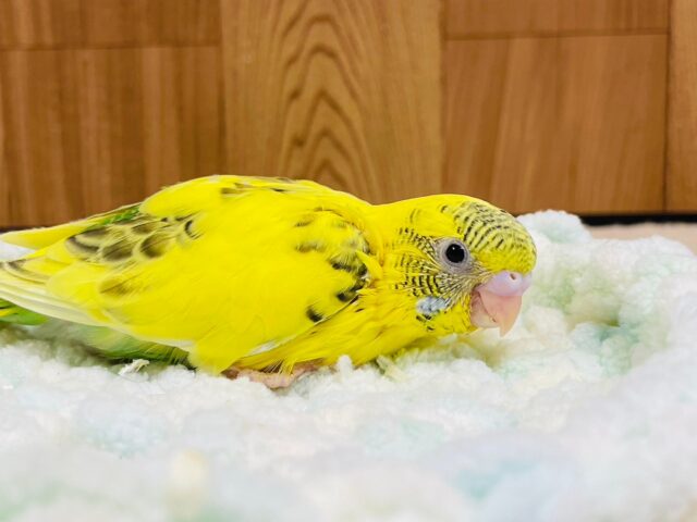 セキセイインコ