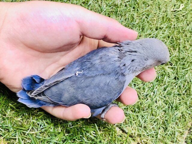 コザクラインコ（小桜インコ）