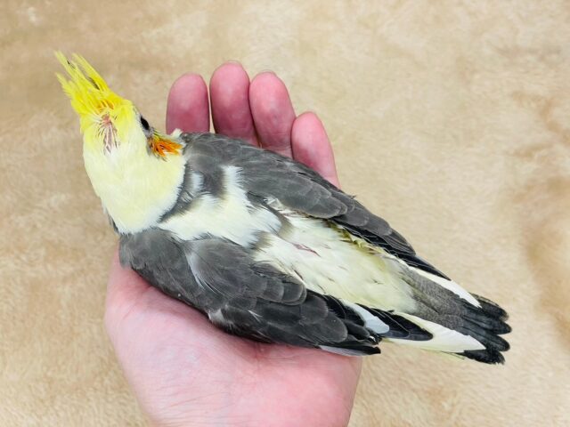 オカメインコ