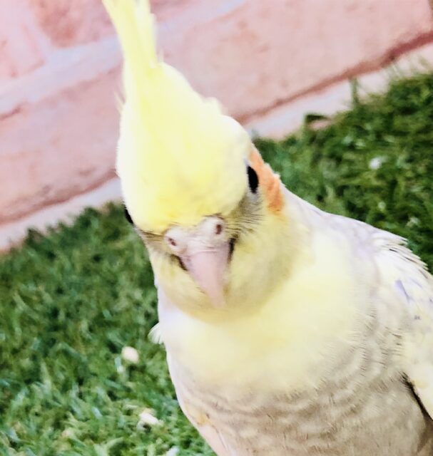 オカメインコ