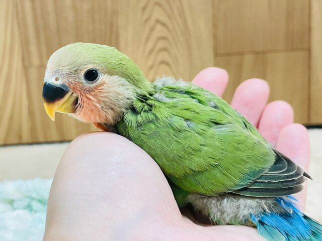 コザクラインコ（小桜インコ）