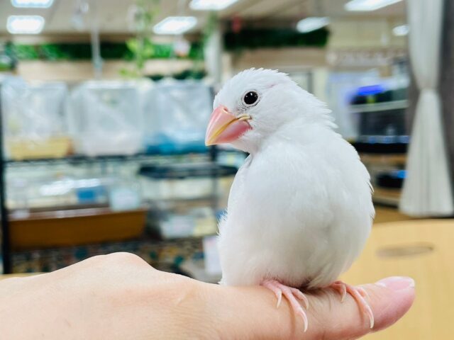 白文鳥