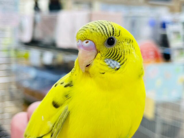 セキセイインコ