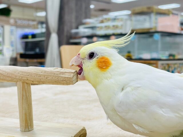 オカメインコ