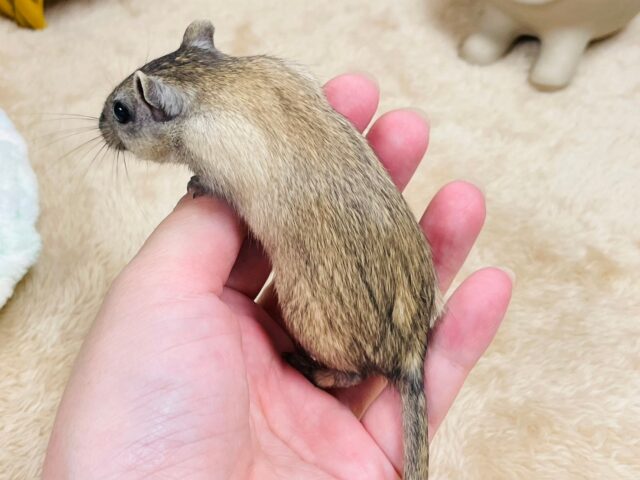 カラージャービル（スナネズミ）