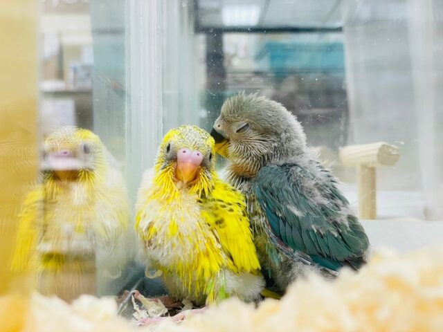 セキセイインコ