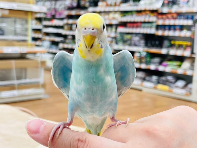 セキセイインコ