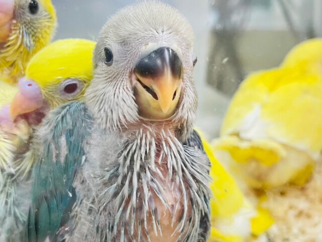 コザクラインコ（小桜インコ）