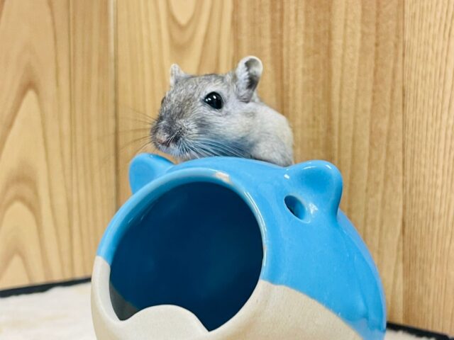 カラージャービル（スナネズミ）