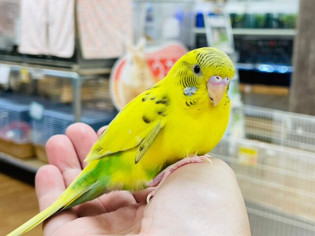セキセイインコ