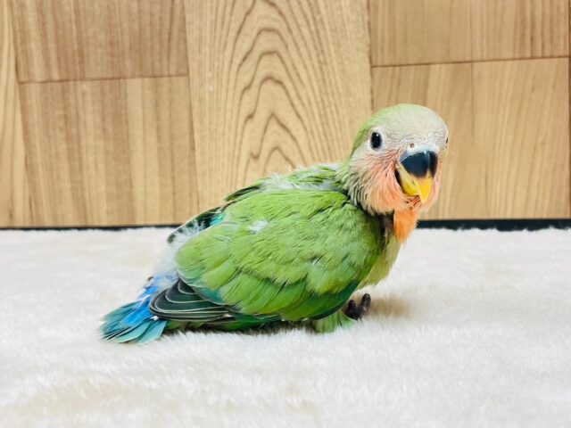 コザクラインコ（小桜インコ）