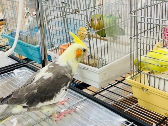 オカメインコ