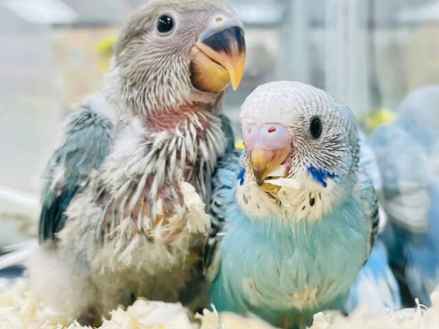 セキセイインコ