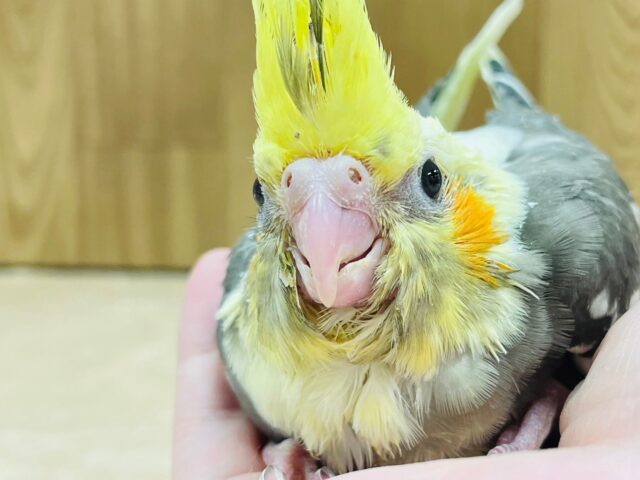 オカメインコ