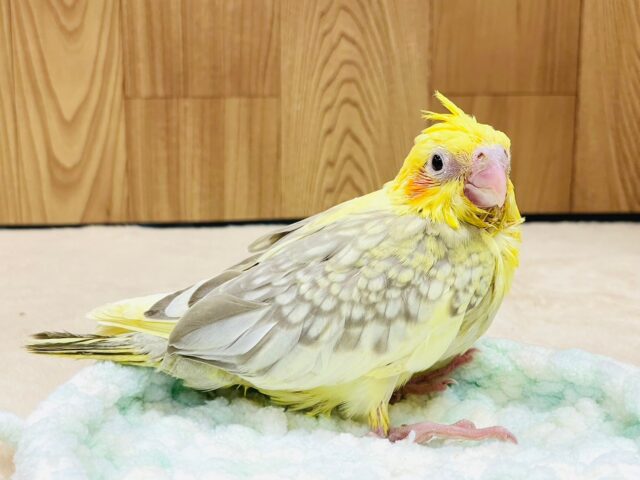 オカメインコ