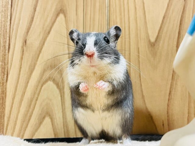 カラージャービル（スナネズミ）