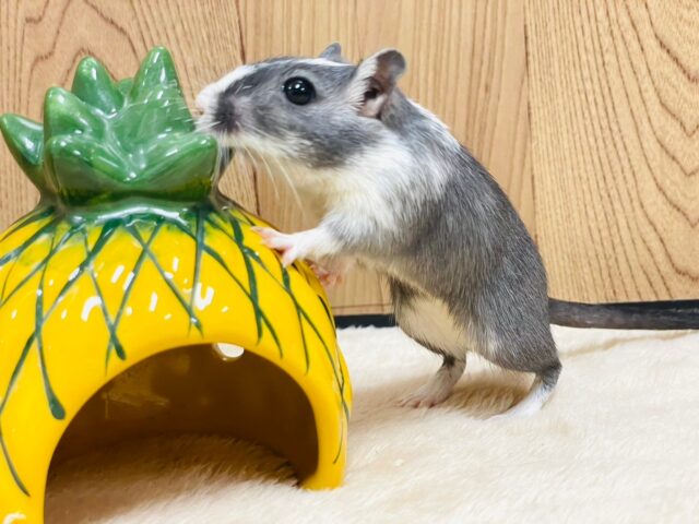 カラージャービル（スナネズミ）