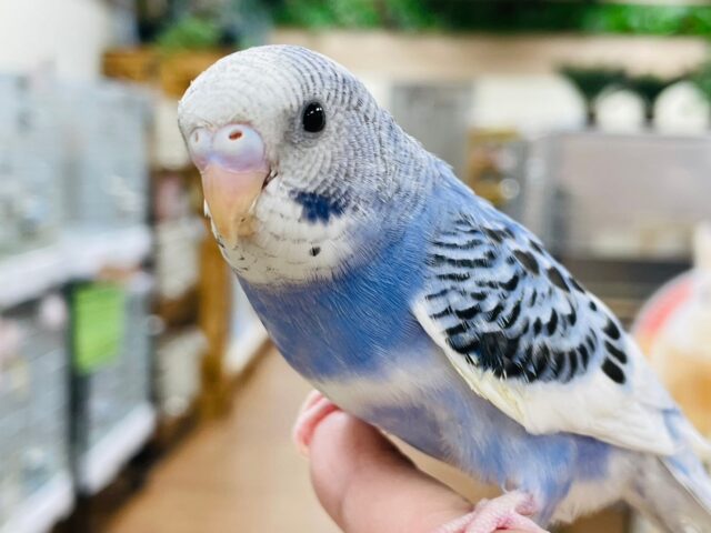 セキセイインコ