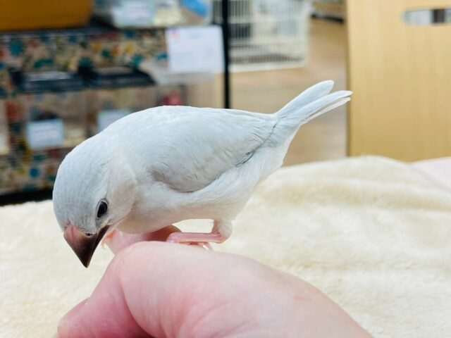 シルバー文鳥