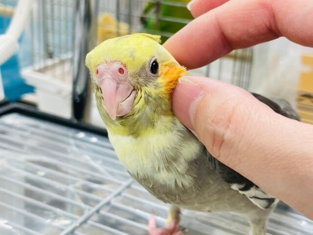 オカメインコ
