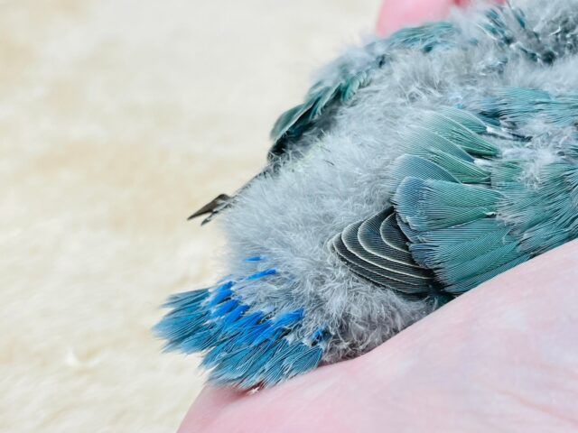 コザクラインコ（小桜インコ）