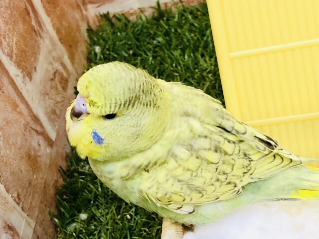 ジャンボセキセイインコ