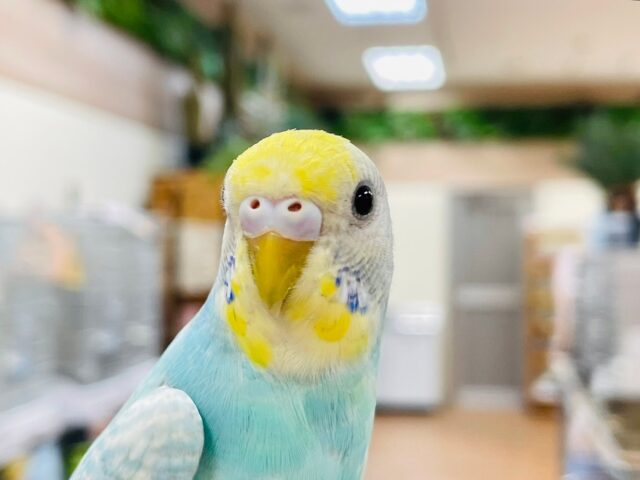 セキセイインコ