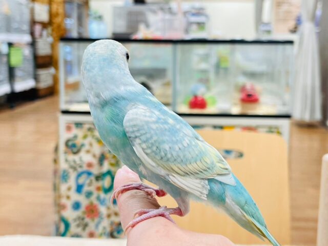 セキセイインコ